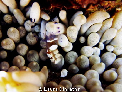 Anemone partner shrimps by Laura Dinraths 